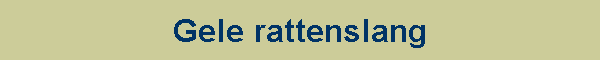 Gele rattenslang