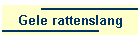 Gele rattenslang