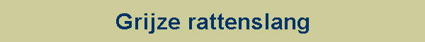 Grijze rattenslang