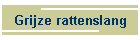 Grijze rattenslang