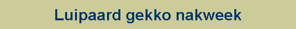 Luipaard gekko nakweek