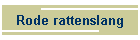 Rode rattenslang