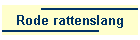 Rode rattenslang