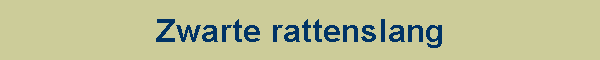 Zwarte rattenslang
