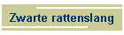 Zwarte rattenslang