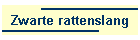 Zwarte rattenslang